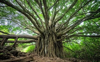 Ogham – o oráculo celta que celebra o Dia da Árvore