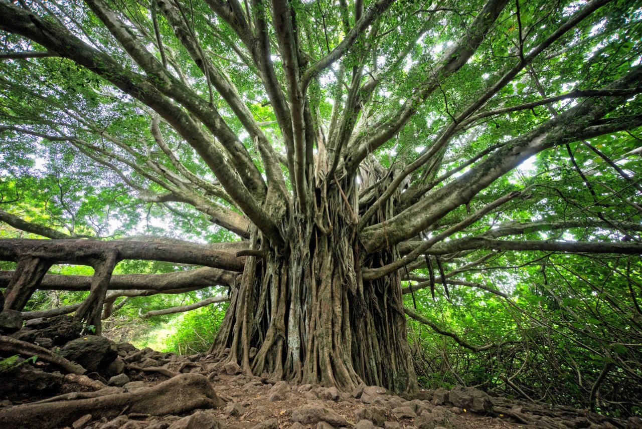 Foice de Ogham · Mundo das Trevas