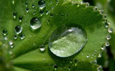 Pandemia traz lições que refletem na Semana do Meio Ambiente