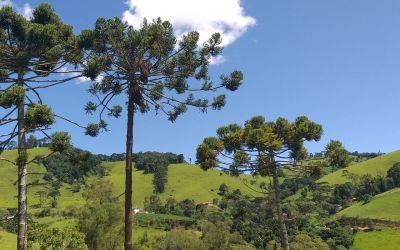 Dia da Árvore: projeto busca salvar araucárias da extinção