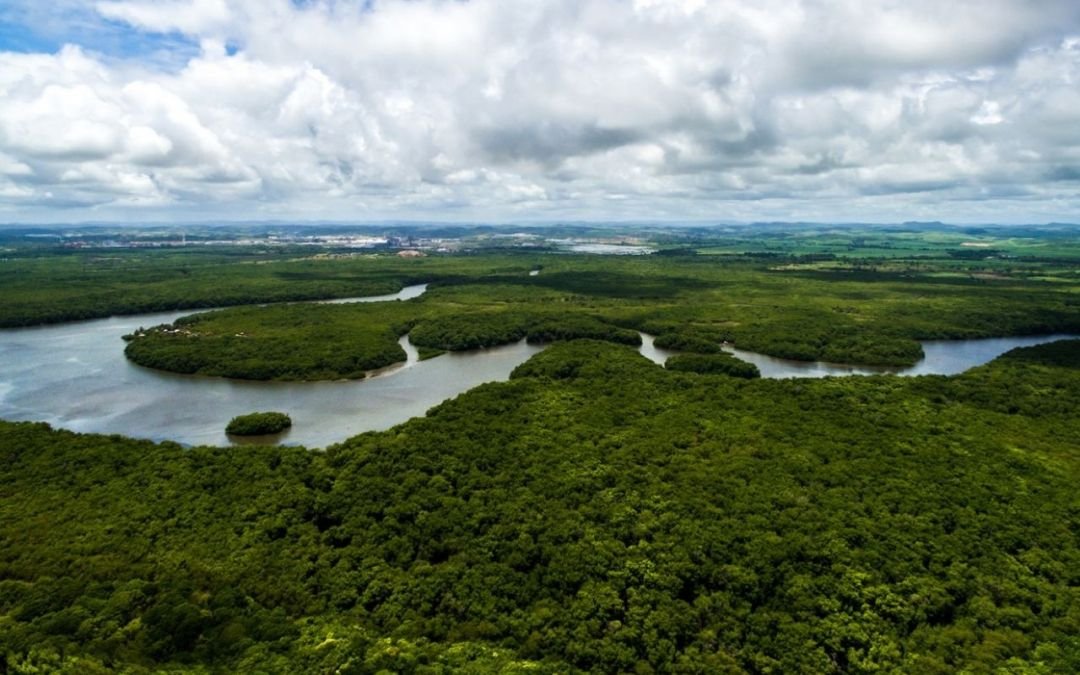 Proteção das Florestas é essencial para a nossa sobrevivência