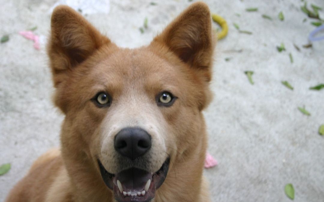 Ganhamos um mascote: Sawyer, o Aumigo do Meio Ambiente